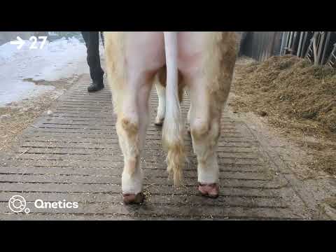 Fleischrindertage Katalognummer 27