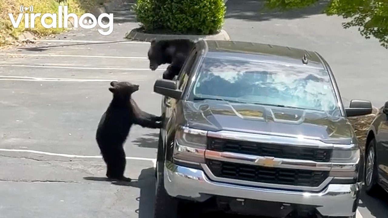 Bears Find Food in Unattended Pick-Up Truck || ViralHog