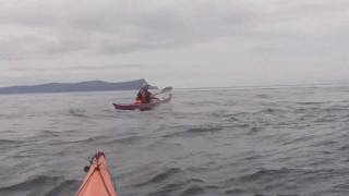 preview picture of video 'Minke whale 3 close surfaces at Waternish point'