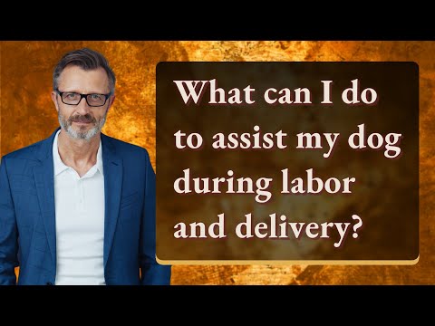 What can I do to assist my dog during labor and delivery?
