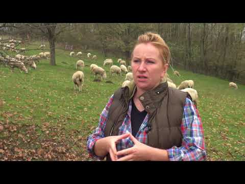 Zlatno klasje: "Ekološkom poljoprivredom do preporoda sela"