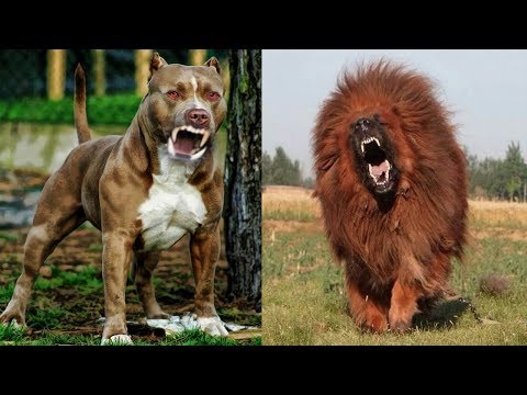 Les 10 Races De Chiens Les Plus Dangereuses Et Les Plus F roces Du 