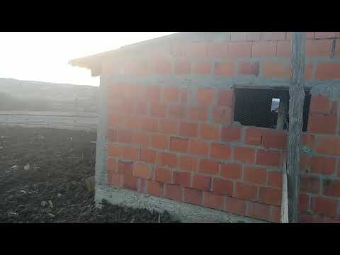 Kako mangulice riju zemlju