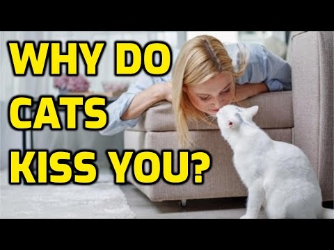 Why Does My Cat Try To Kiss Me?