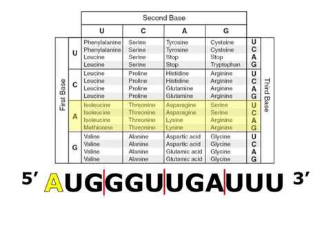 Translating mRNA with a Codon Chart