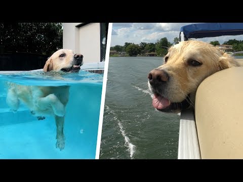 COOPER'S PERFECT DAY - Super Cooper Sunday #191 Video