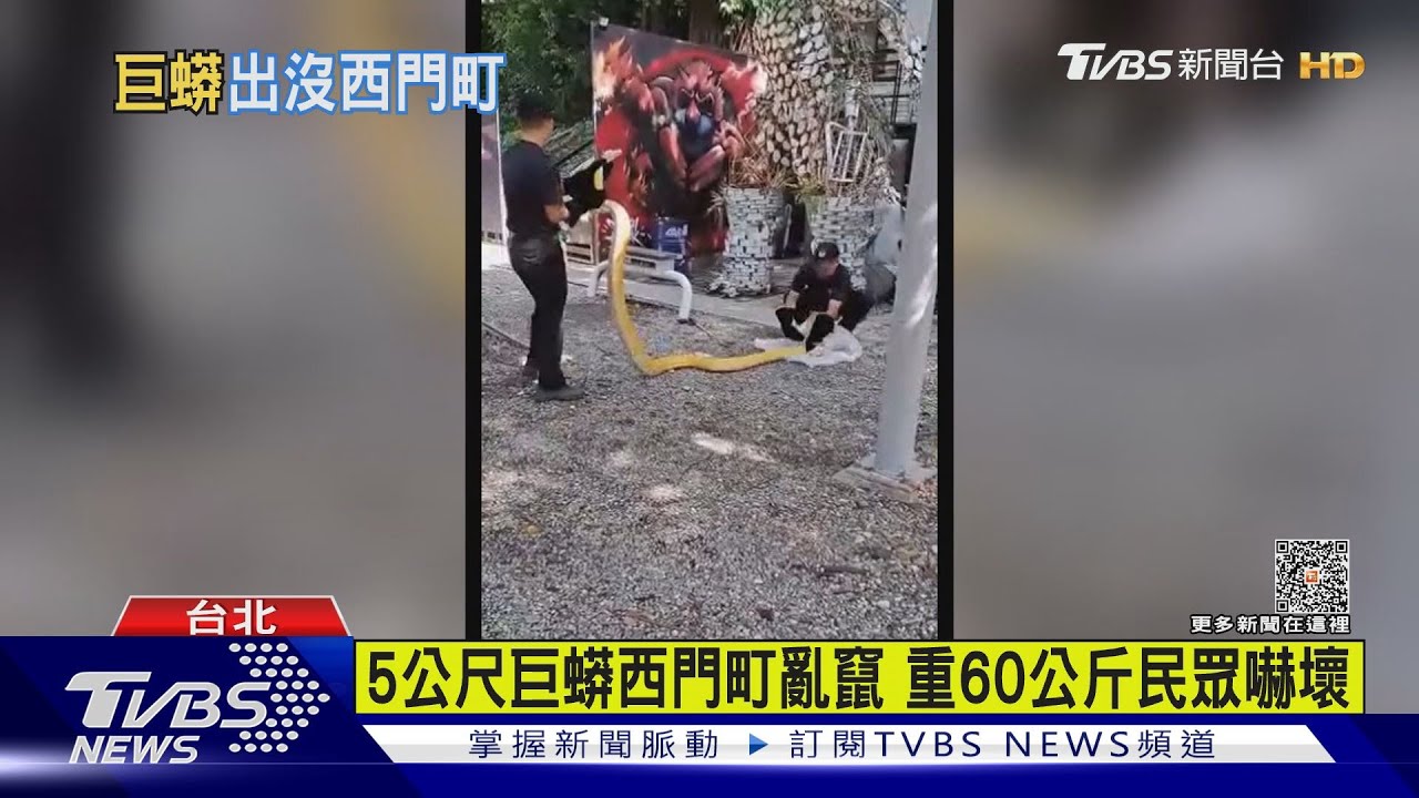 5公尺巨蟒西門町亂竄!重60公斤民眾嚇壞