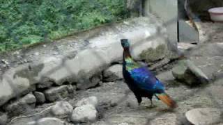 preview picture of video 'Monal - Rare Himalayan Bird TripHimachal.com'
