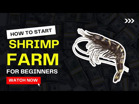 , title : 'How to Start Shrimp Farming for Beginners | Prawns Farming Guide - Everything you need to know'