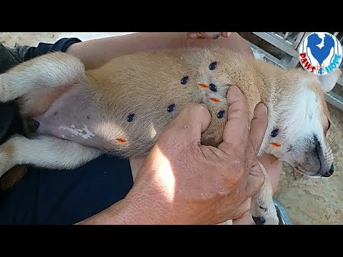 Dog Ticks, Removed Many Ticks From Puppy By Shelter Team
