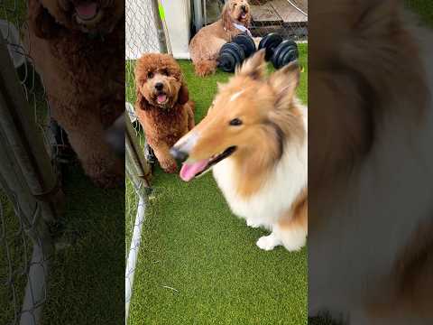 Lassie 🐶 #shorts #dogs #dogshorts