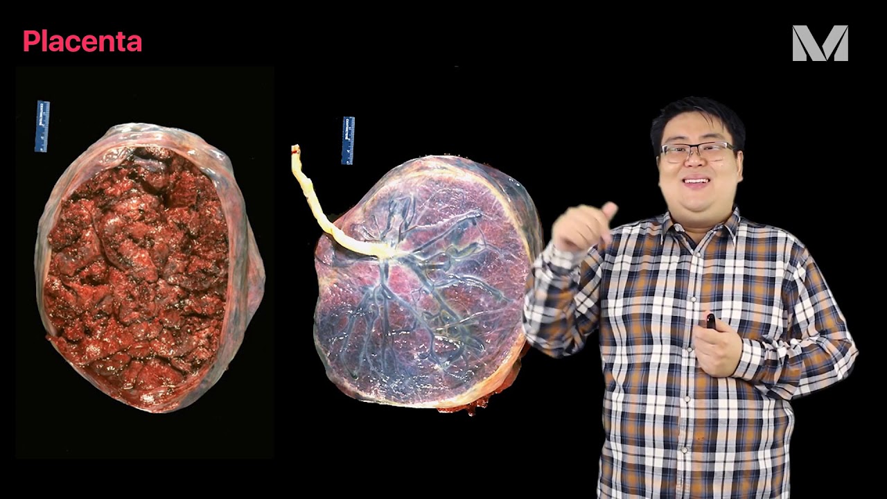 Placenta - Anatomia e Fisiologia