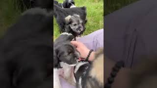 Miniature Schnauzer Puppies Videos