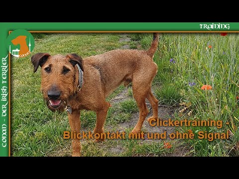 Clickertraining Teil 2 - Blickkontakt