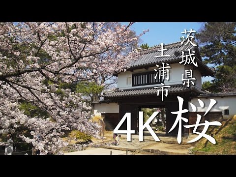 【絶景茨城】桜［4K］茨城県土浦市｜VISIT IBARAKI, JAPAN