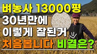 13000평 벼 수확현장, 벼농사 대박났어요!