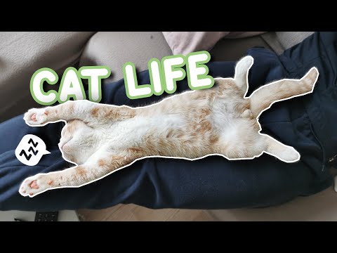 Why Do Cats Sleep So Much? (British Shorthair Kitten)