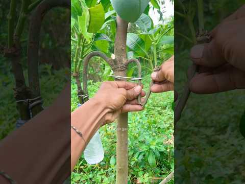 An easy way to propagate mango trees🥭🥭 #gardening #plants #shorts