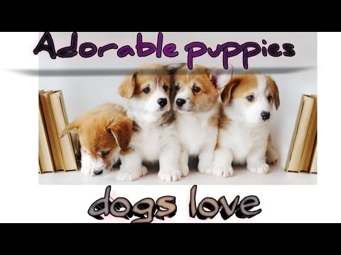 Adorable puppies love#dogs#making mistake#punishment