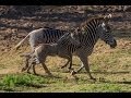 Baby Zebra Learns To Use Legs At San Diego Zoo Safari Park
