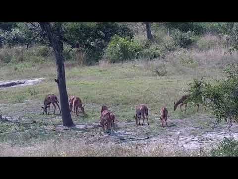 Djuma: Nyalas, Impalas and Warthogs - 14:01 - 04/02/2022