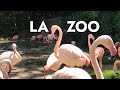 The Los Angeles Zoo Visiting With Kids Giraffes Apes Flamingos Tram Ride Playground
