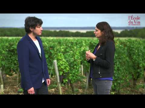 The Médoc and Graves: What makes these wines so unique?