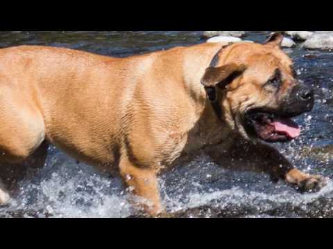 Barbarian Boerboels