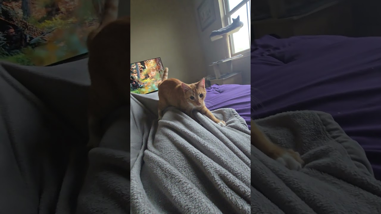 Enlarge Kintaro, an adopted Domestic Short Hair in Brattleboro, VT video 4/5