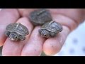 12 Most UNUSUAL Turtles