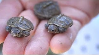 12 Most UNUSUAL Turtles