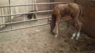 Hatch&#39;s Quarter Horses (Song - Ready to Rise [Vaughan Penn])