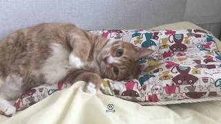 고양이가 좋아서 미쳐 날뛰고 있습니다.