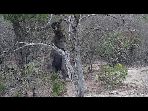 Djuma: Elephant goes on hind legs to pull down a branch - 11:40 - 10/24/19