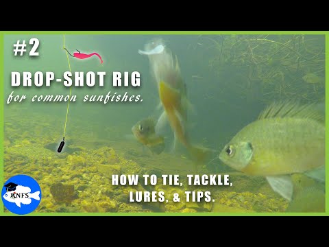 How to Catch Common Sunfishes Pt. 2 | Drop-Shot Rig KNFS