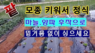 [텃밭농부 1,561]  팥을 모종을 키워서 정식하는 방법. #팥재배