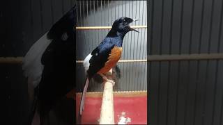 Download lagu Masteran tembakan sadis ! murai spontan emosi nembak isian#masterantembakan sadis#Shorts mp3 Download lagu Masteran tembakan sadis ! murai spontan emosi nembak isian#masterantembakan sadis#Shorts mp3