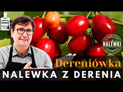 Nalewka z derenia, czyli dereniówka. Pyszna, zdrowa i z ciekawą historią. Zobacz, jak ją zrobić