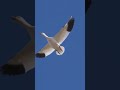 Snow Goose Gets Shot #snowgeese #goosehunting