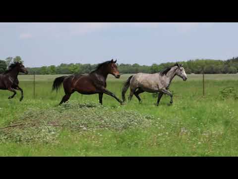MOJE KONIE WIELKOPOLSKIE