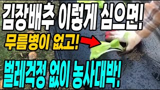 김장배추 이렇게 심으면 농약안써도 무름병이 없고 벌레걱정없어요! 손쉽게 키우는방법