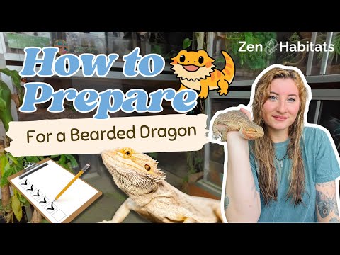 Bearded Dragon Care Guide & Shopping List: What to Know Before Bringing One Home