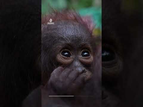Orangutan mother and infant rescued from wildfire-hit forest in Indonesia | AJ #shorts