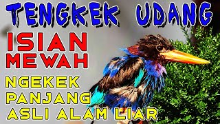 Download lagu PALING DI CARI..SUARA ASLI ALAM LIAR, TENGKEK UDANG ISIAN MEWAH NGEKEK PANJANG ISTIMEWA mp3
