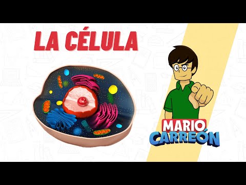 La Célula: estructura, partes y funciones.