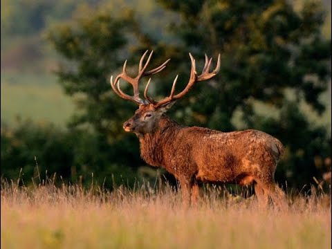 Trophy Red Stag hunting in Hungary 2023 September
