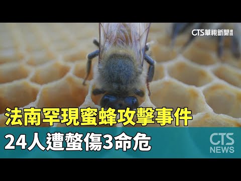 法南罕現蜜蜂攻擊事件　24人遭螫傷3命危