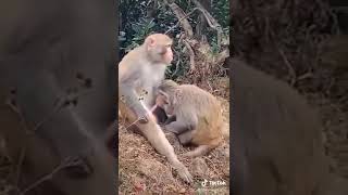 monkey sucking dick #meme