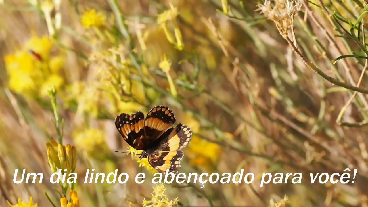 Recantos das borboletas bom dia