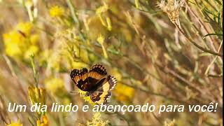 Recantos das borboletas bom dia